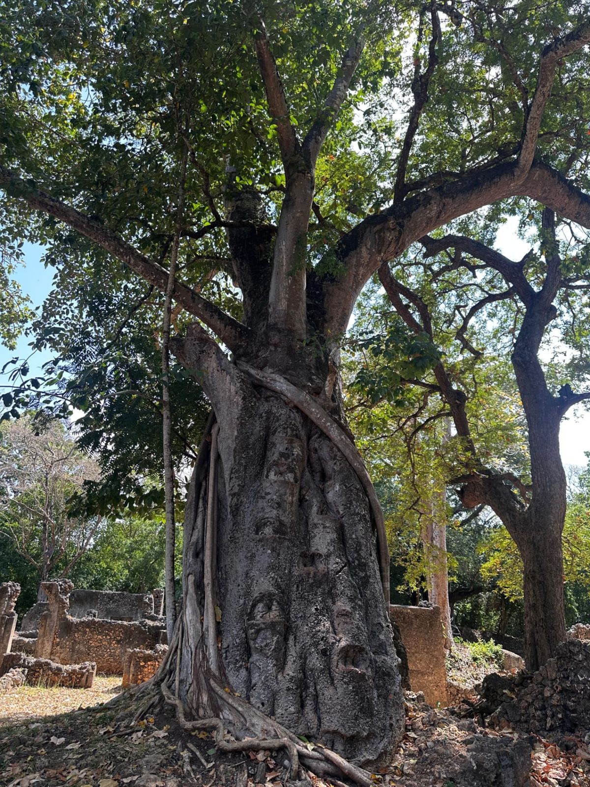 L'albero monumentale tra le rovine di Gede