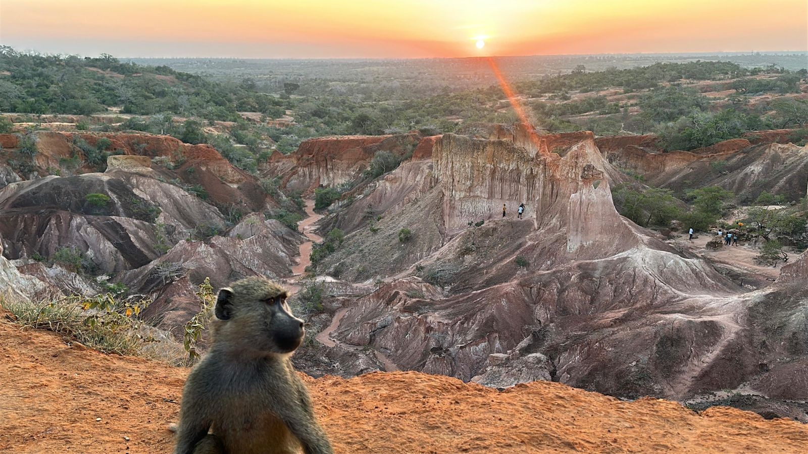 Un babbuino davanti al canyon di Marafa al tramonto