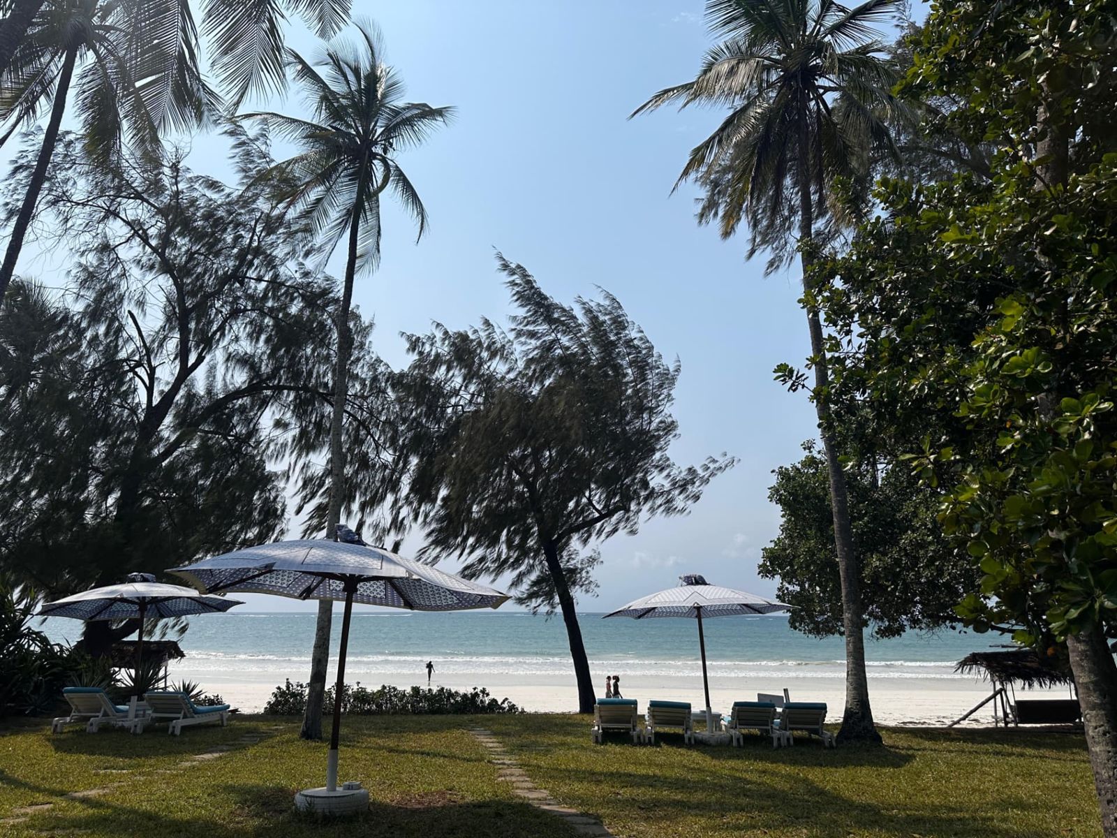 Palme mosse dal vento sopra la spiaggia del resort
