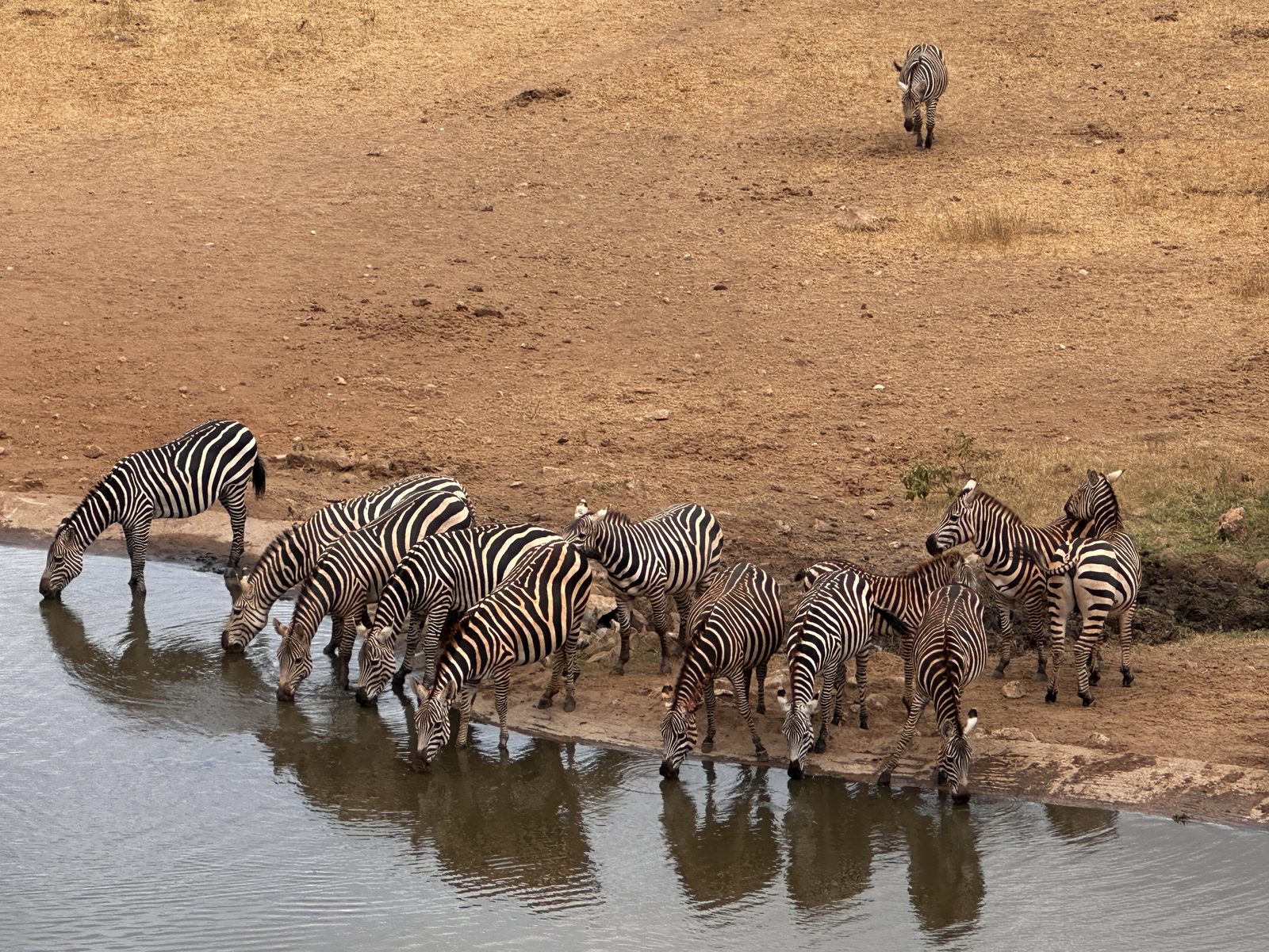 Zebre che si abbeverano alla pozza nella savana
